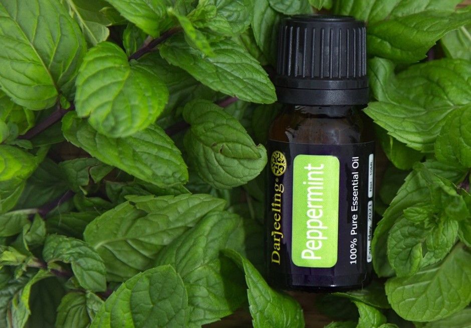 Darjeeling Sembrani Aroma - Peppermint Essential Oil